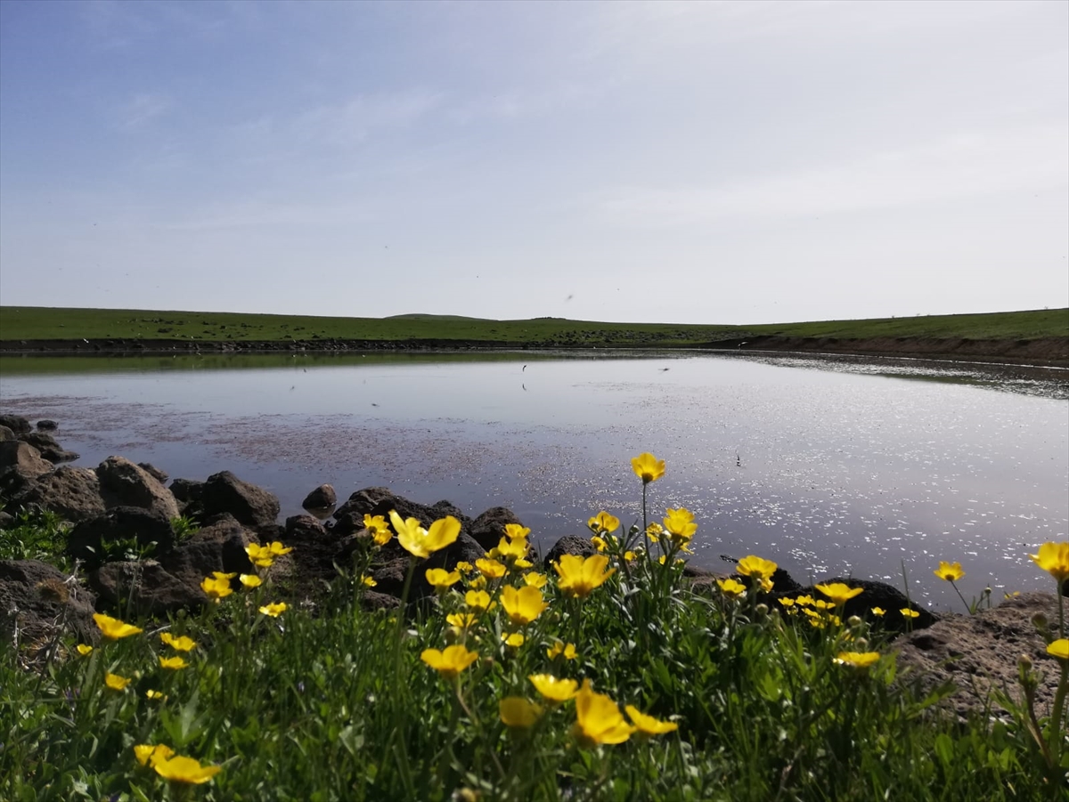 karsta-yaylalar-ciceklerle-renklendi-(5).jpg