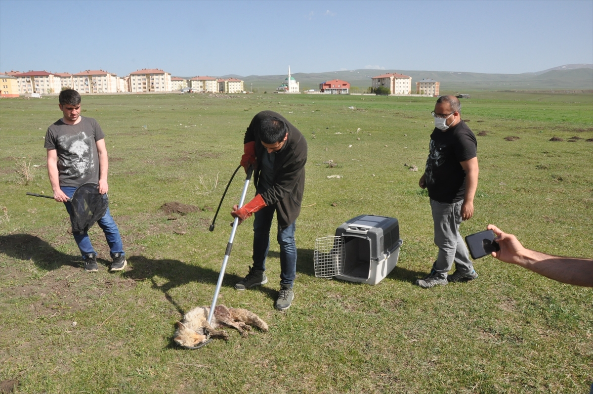 karsta-yol-kenarinda-yarali-bulunan-yavru-tilki-tedavi-edildi-(1).jpg