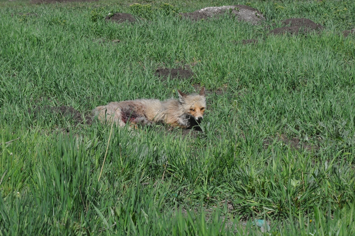 karsta-yol-kenarinda-yarali-bulunan-yavru-tilki-tedavi-edildi-(2).jpg