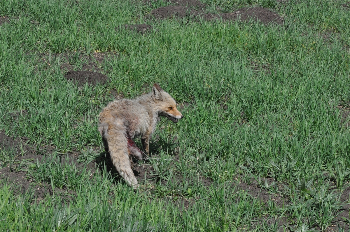 karsta-yol-kenarinda-yarali-bulunan-yavru-tilki-tedavi-edildi-(3).jpg