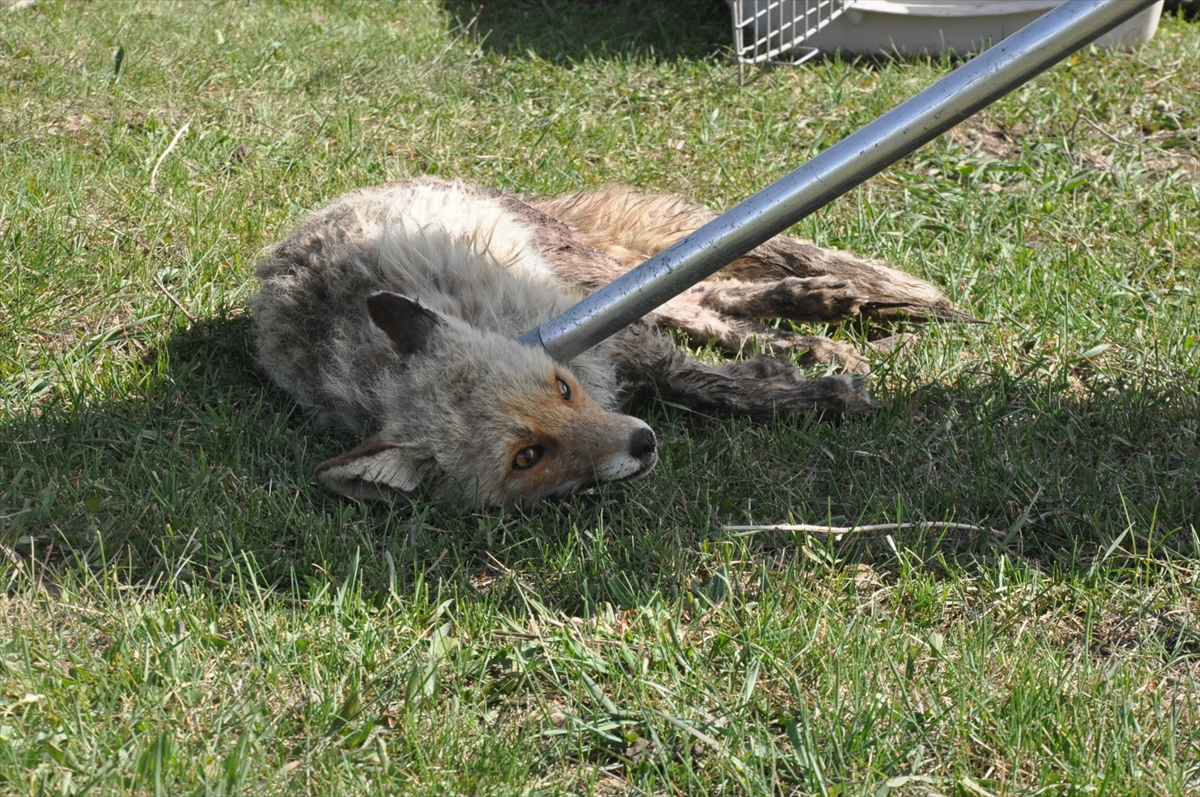 karsta-yol-kenarinda-yarali-bulunan-yavru-tilki-tedavi-edildi-(4).jpg