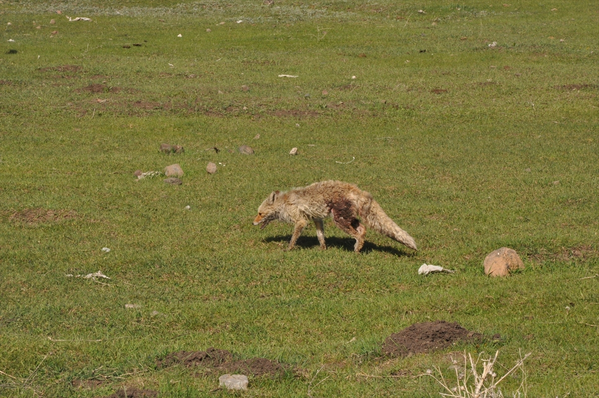 karsta-yol-kenarinda-yarali-bulunan-yavru-tilki-tedavi-edildi-(5).jpg