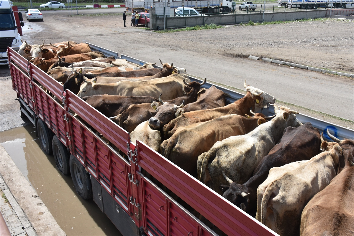 karstan-bati-illerine-gonderilen-kurbanliklar-yola-cikti-(5).jpg