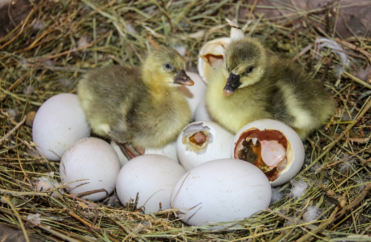 kaz-yavrularinin-yumurtadan-cikma-ani-goruntulendi-(8).jpg