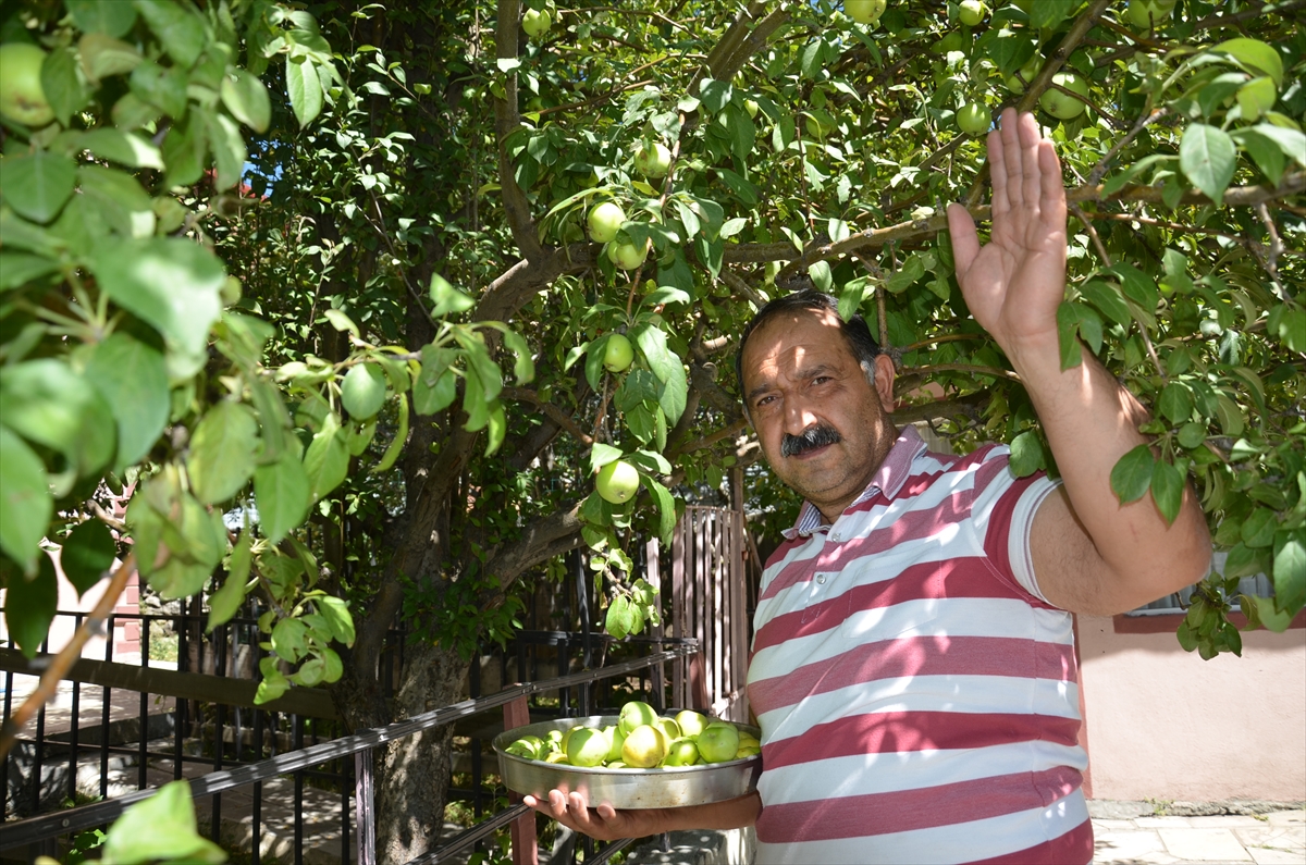 kis-memleketi-sarikamisin-bahcelerinde-meyve-bereketi-(3).jpg