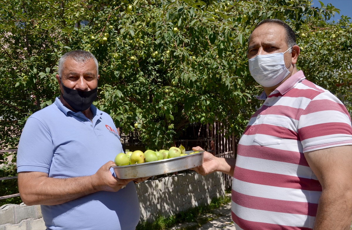 kis-memleketi-sarikamisin-bahcelerinde-meyve-bereketi-(6).jpg