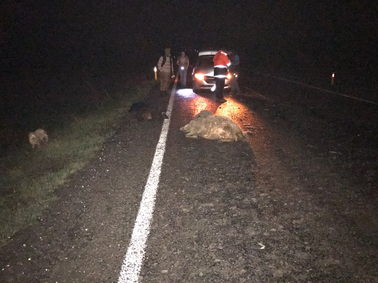 koyun-surusu-kaza-(2).jpg