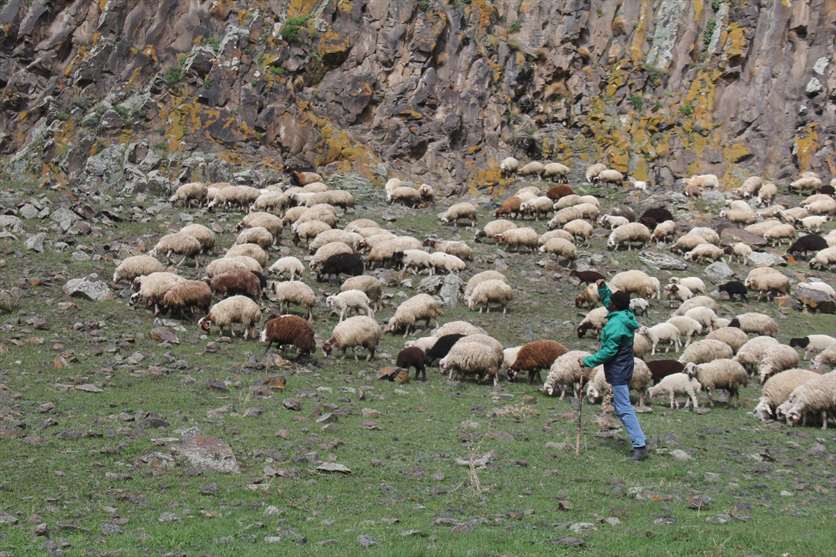 koyunlari-doyurmak-icin-oruclu-olmalarina-ragmen-saatlerce-merada-yuruyorlar-(3).jpg