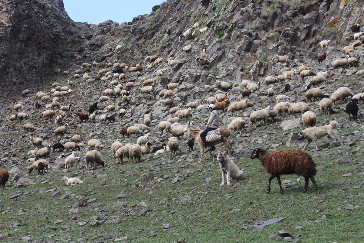 koyunlari-doyurmak-icin-oruclu-olmalarina-ragmen-saatlerce-merada-yuruyorlar-(4).jpg