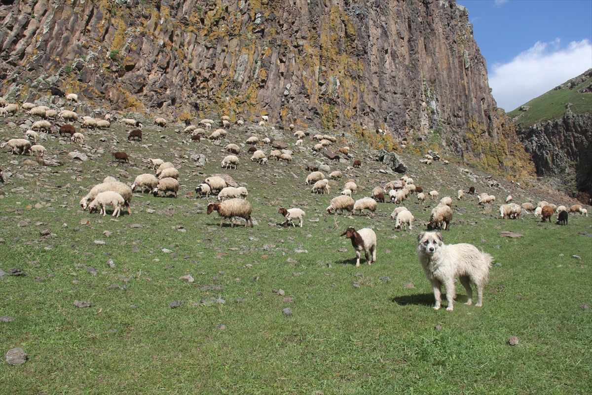 koyunlari-doyurmak-icin-oruclu-olmalarina-ragmen-saatlerce-merada-yuruyorlar-(5).jpg
