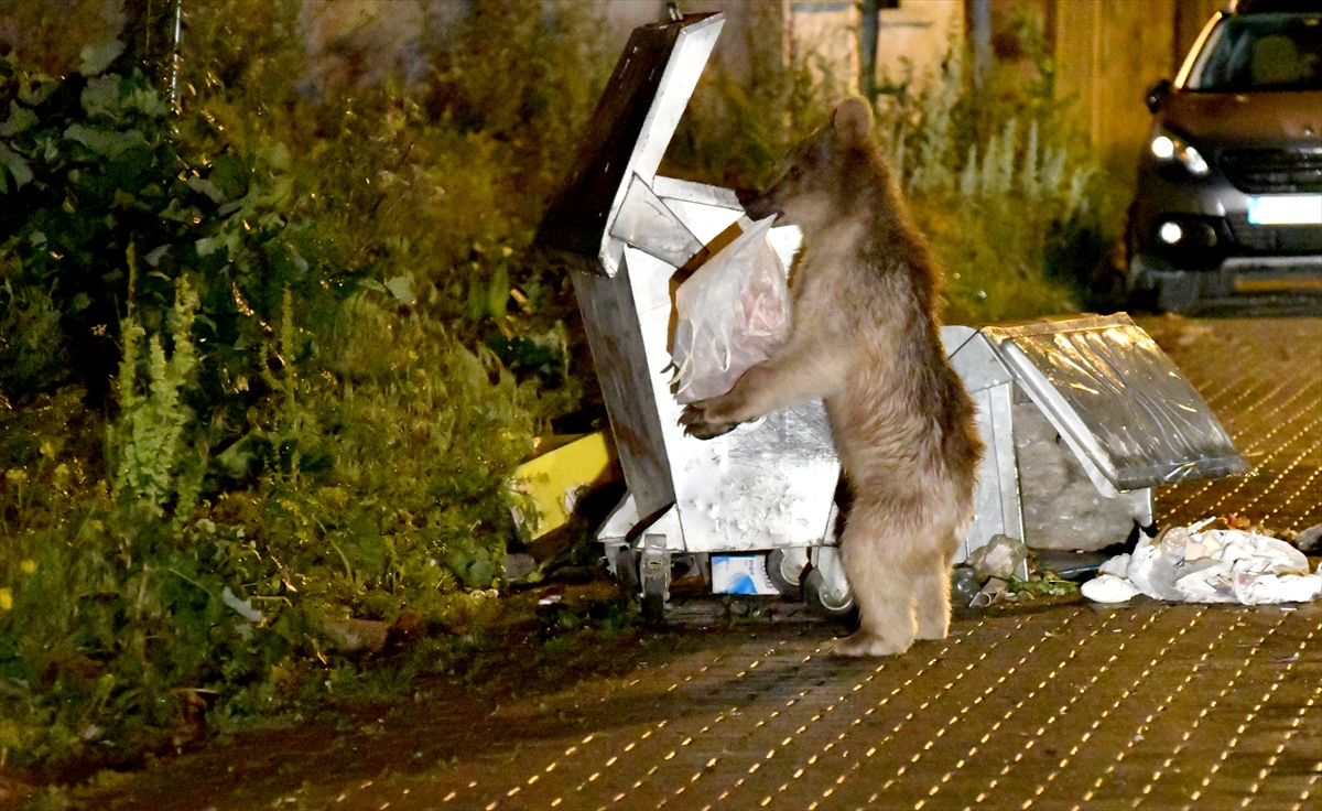 mahalleye-inen-bozayi-ailesi-cop-konteynerlerine-dadandi-(2).jpg