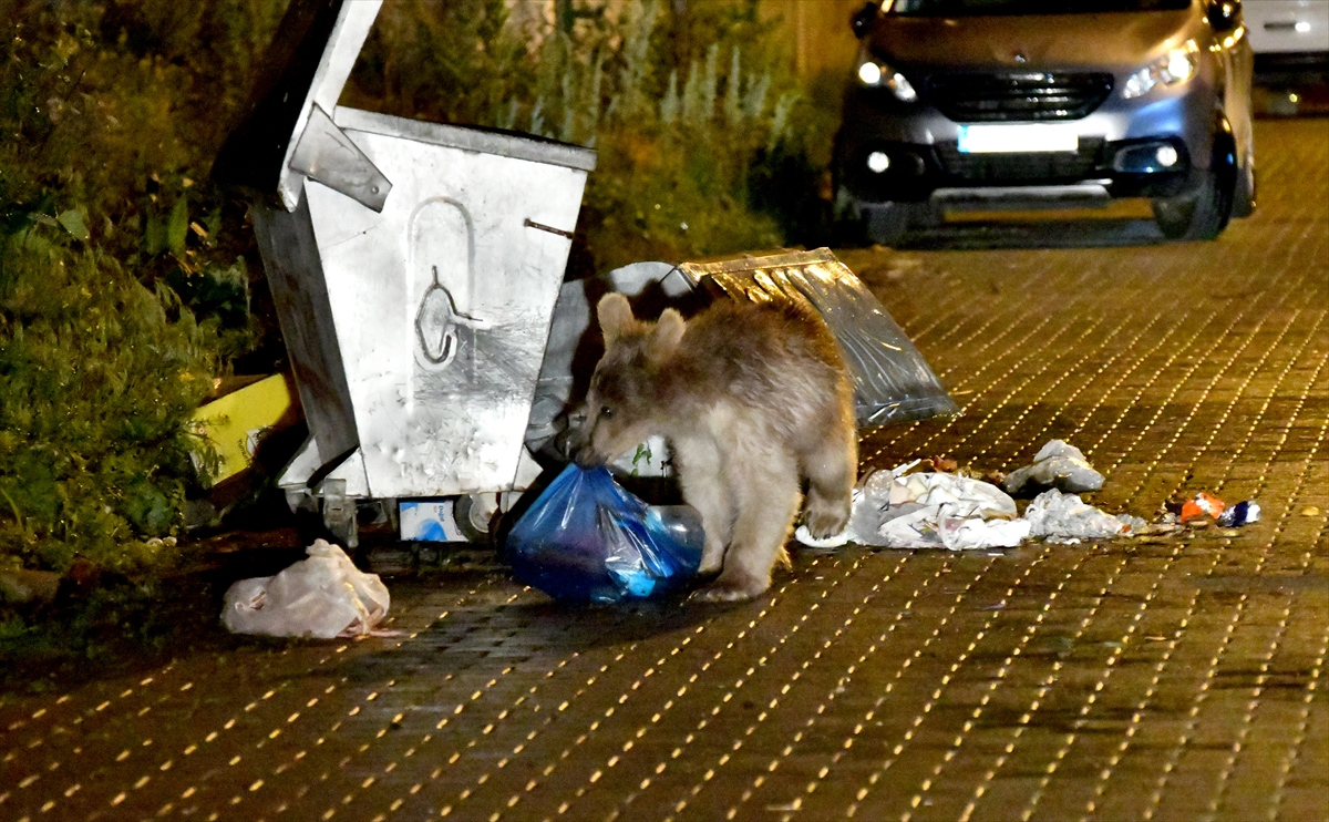 mahalleye-inen-bozayi-ailesi-cop-konteynerlerine-dadandi-(3).jpg