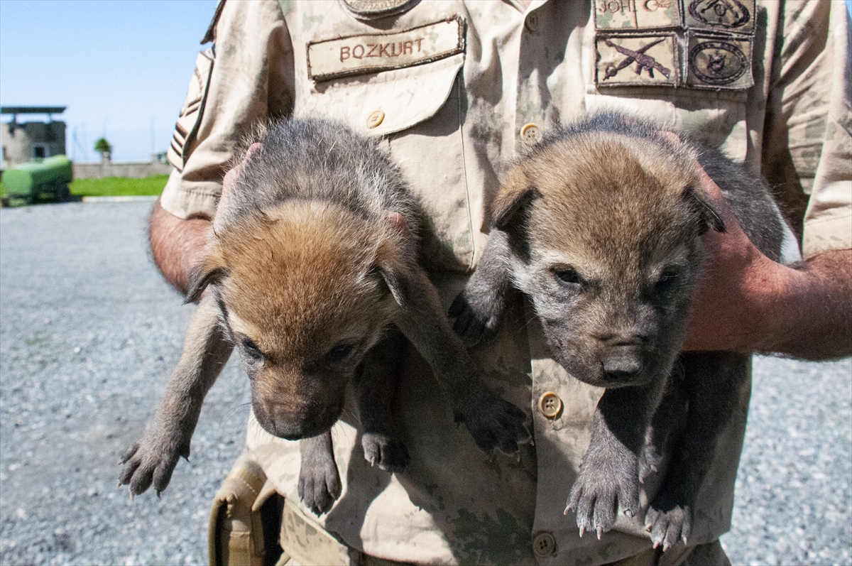mehmetcik-dagda-buldugu-kurt-yavrularina-sahip-cikti-(3).jpg