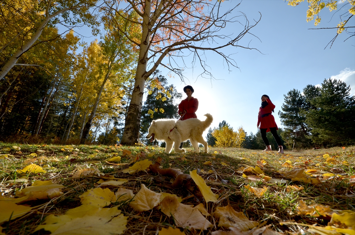 sarikamis-ormanlarinda-sonbahar-guzelligi-(11).jpg