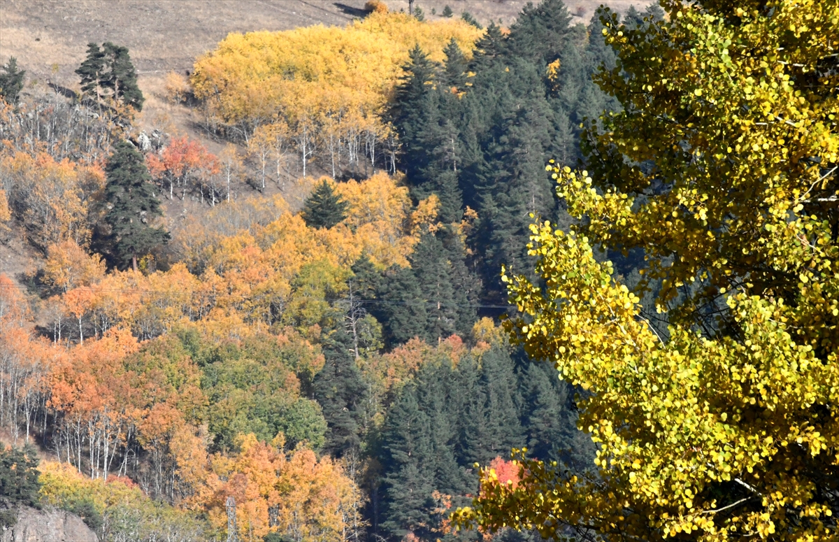 sarikamis-ormanlarinda-sonbahar-guzelligi-(3).jpg