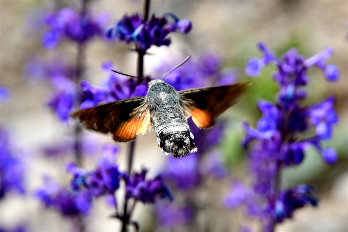 sarikamisin-dogasi-rengarenk-ciceklere-konan-kelebeklerle-suslendi-(4).jpg