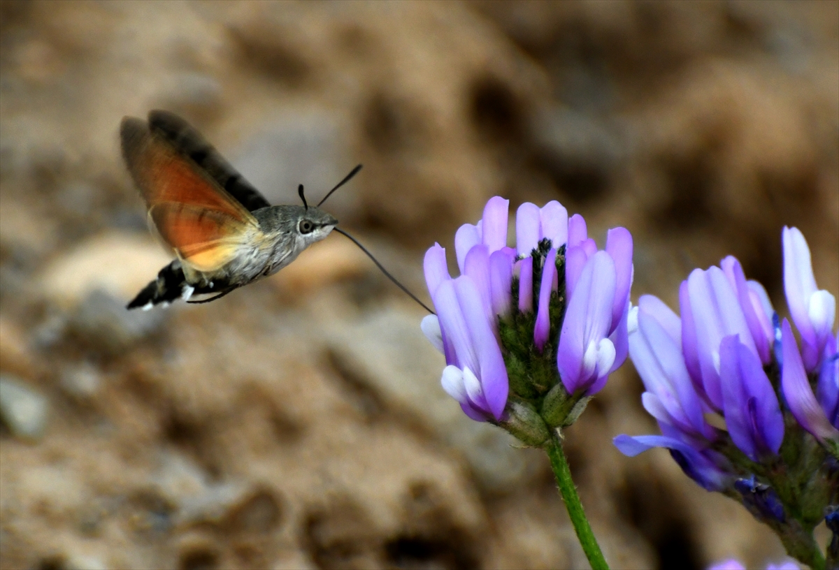sarikamisin-dogasi-rengarenk-ciceklere-konan-kelebeklerle-suslendi-(5).jpg