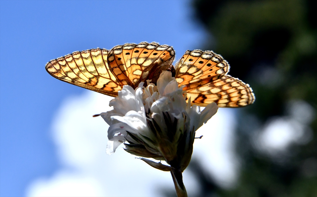 sarikamisin-dogasi-rengarenk-ciceklere-konan-kelebeklerle-suslendi-(6).jpg