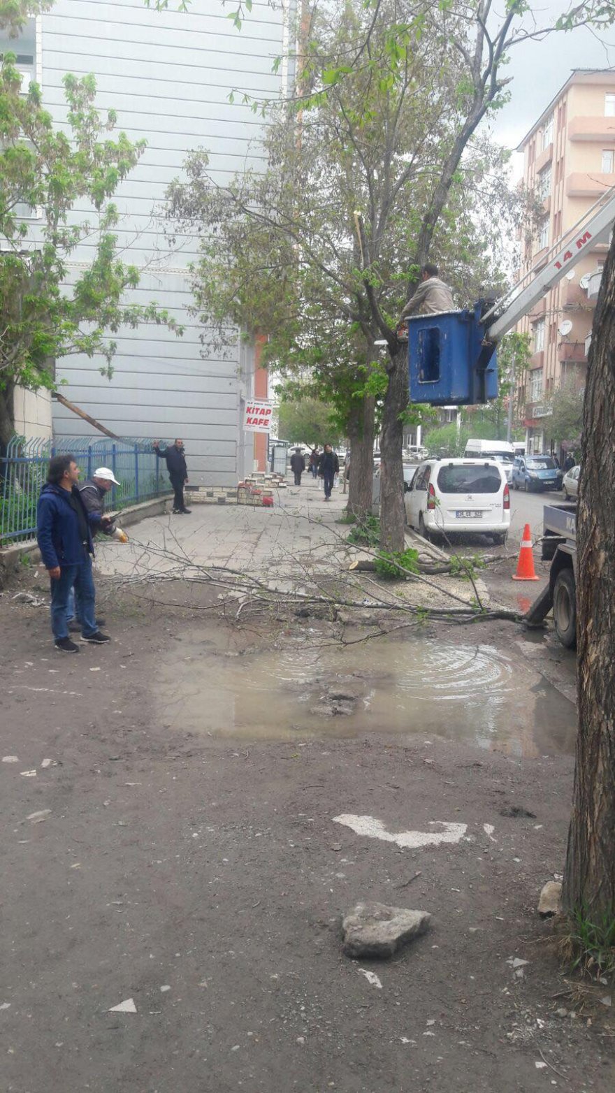 sehir-merkezindeki-agaclarin-bakim-ve-budama-calismalarina-basladi-(1).jpg