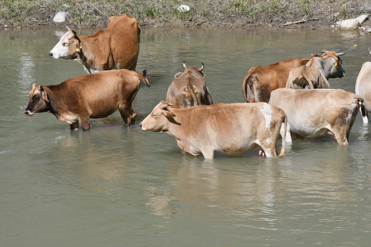 sicaktan-etkilenen-hayvanlari-akarsuda-serinletiyorlar-(1).jpg