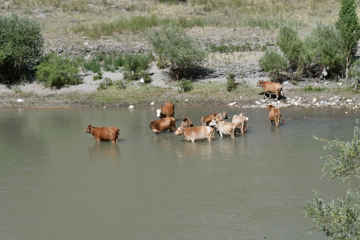 sicaktan-etkilenen-hayvanlari-akarsuda-serinletiyorlar-(4).jpg