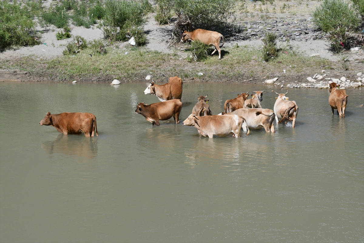 sicaktan-etkilenen-hayvanlari-akarsuda-serinletiyorlar-(5).jpg
