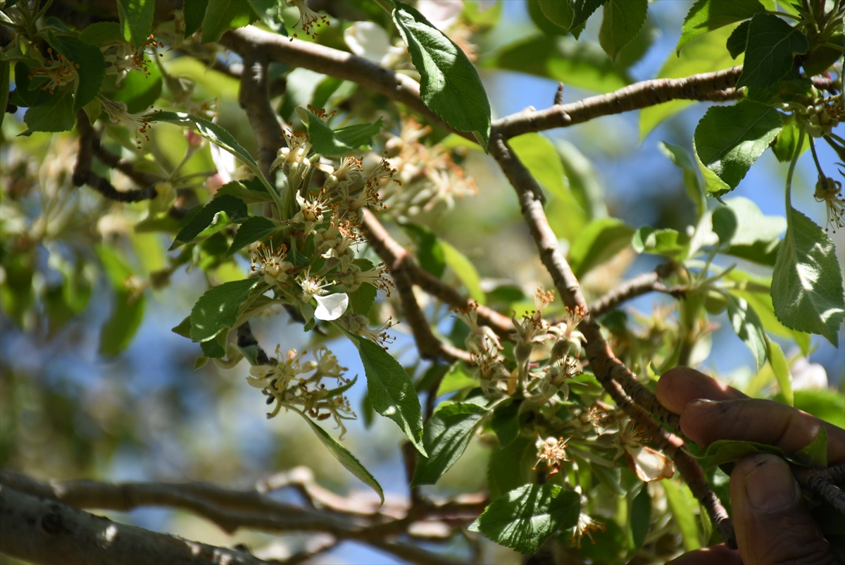 ureticiler-cografi-isaretli-uzun-elma-rekoltesinden-umutlu-(5).jpg