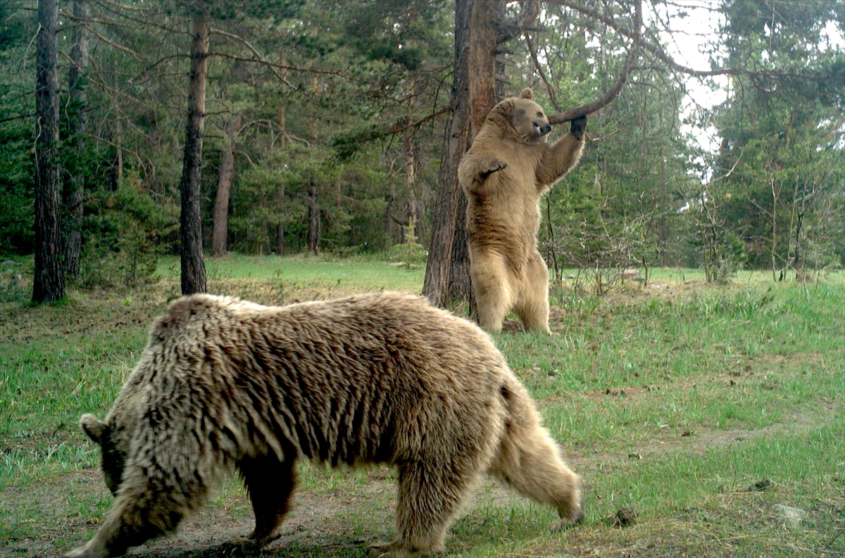 yaban-hayatinin-gizemi-foto-kapanlarla-ortaya-cikiyor-(1).jpg