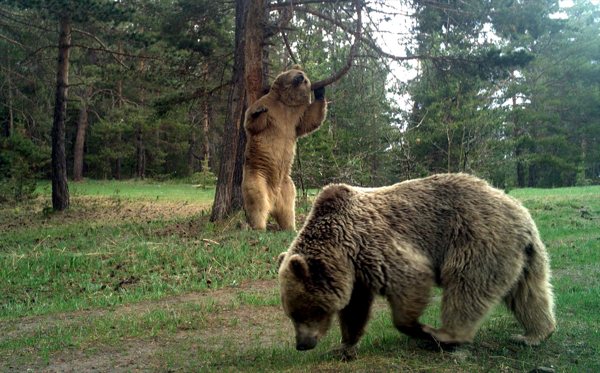 yaban-hayatinin-gizemi-foto-kapanlarla-ortaya-cikiyor-(8).jpg