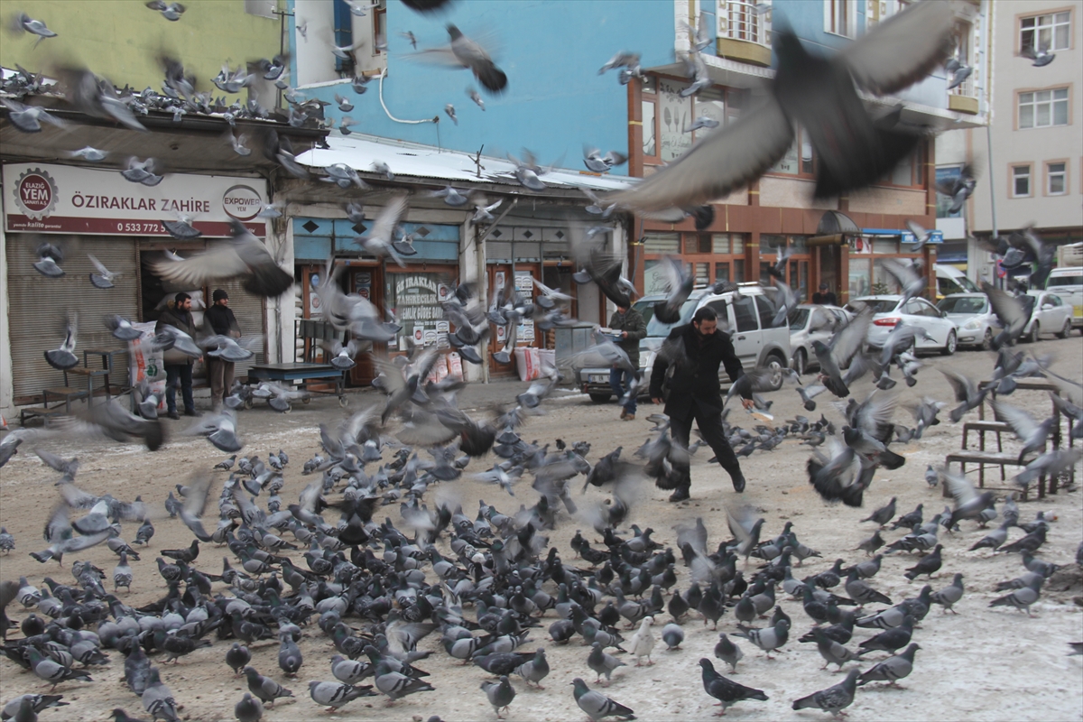 zahirecilerin-ilk-musterileri-guvercinler-(13).jpg